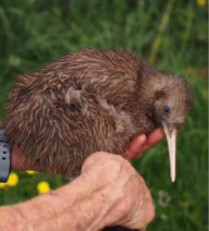 PANPAC: A brown kiwi chick