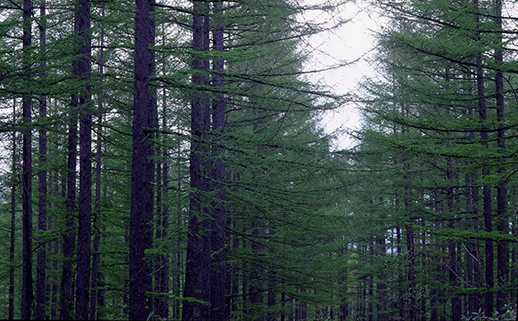 Planted forest (Engaru mountain forest, Hokkaido)