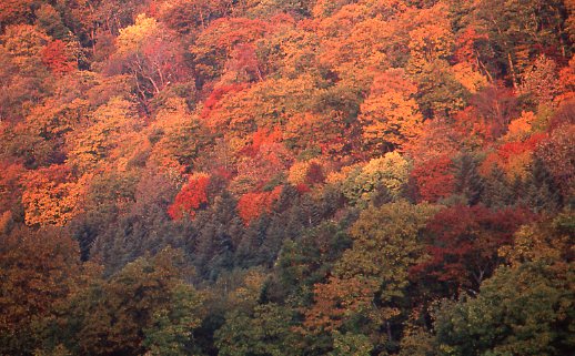 Natural forests (Rubeshibe mountain forest, Hokkaido)