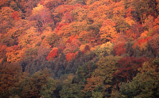 天然林（北海道・留辺蘂（るべしべ）山林）