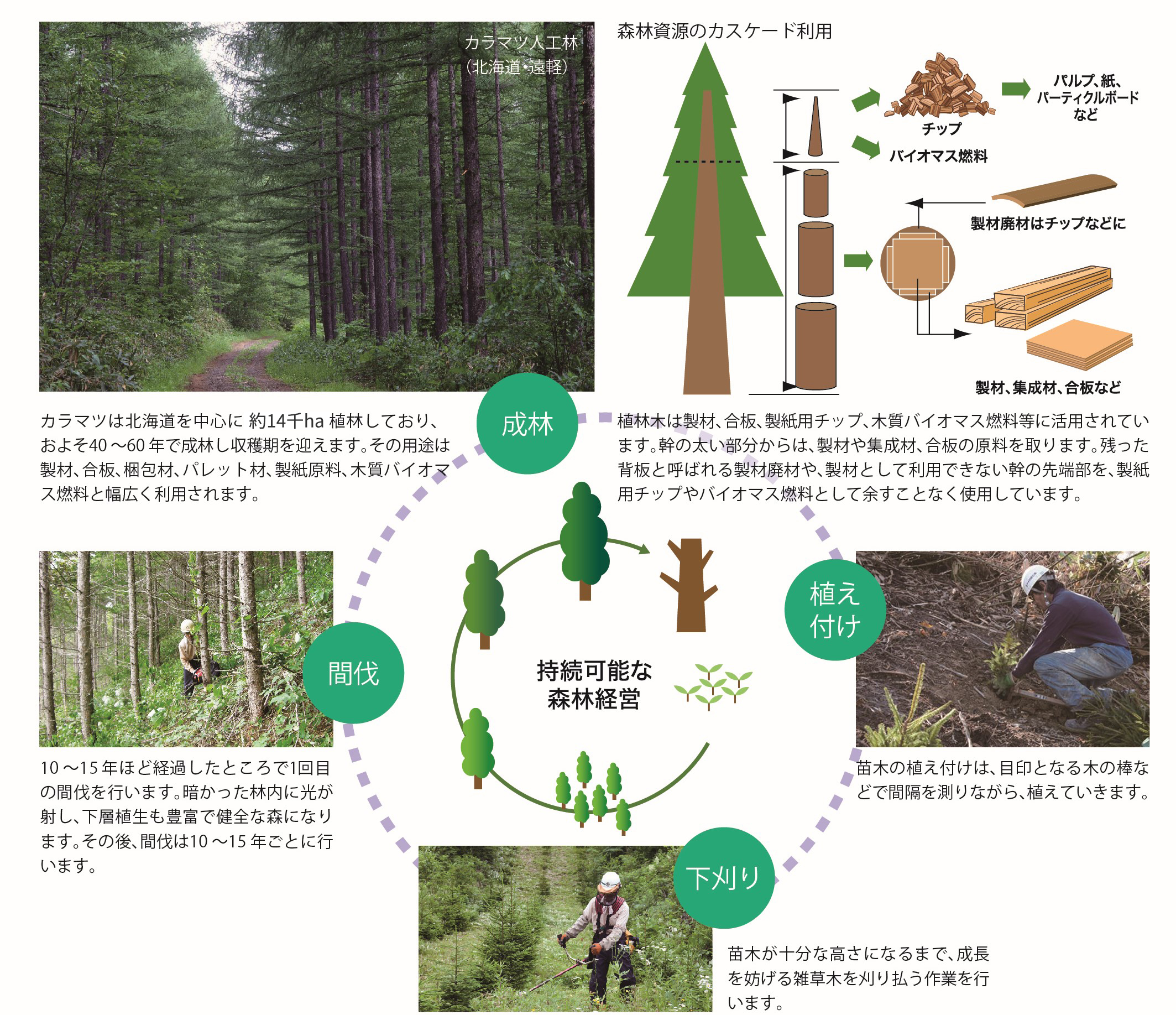 持続可能な森林経営