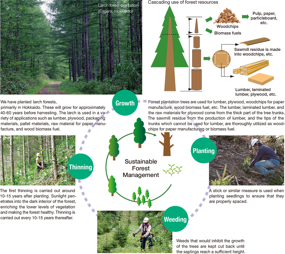 Sustainable Forest Management