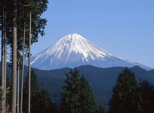 上稲子山林（静岡県）