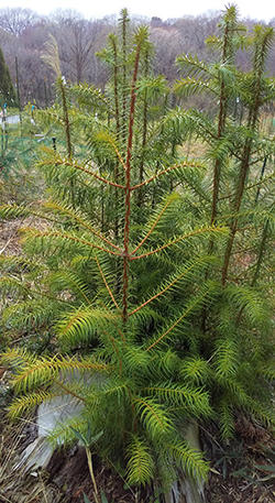 コウヨウザンの植栽