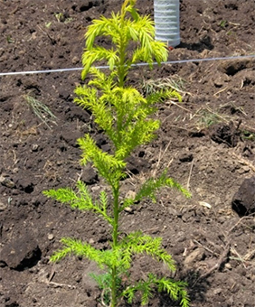 Elite cedar tree seedlings