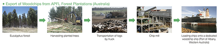 Export of Woodchips from APOFL Forest Plantations (Australia)