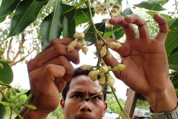 Artiﬁcial pollination of eucalyptus (Indonesia)