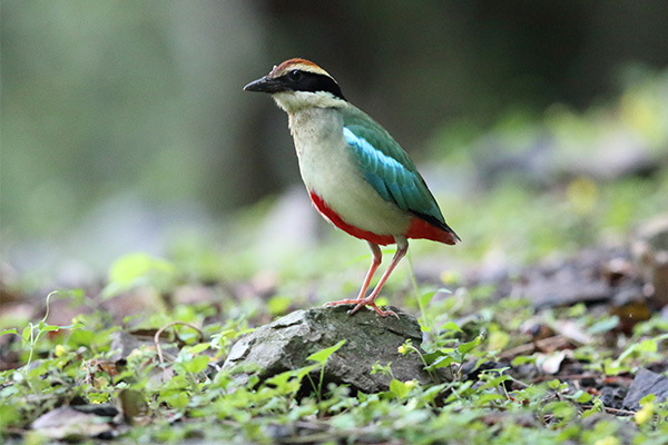 Fairy Pitta seen in our Koyagauchi company forest, which is listed as a class IB endangered speices on the list of the Ministry of the Environment