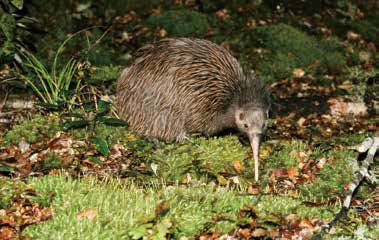 Conservation Activity for Kiwi (Pan Pac / New Zealand)