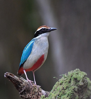 Efforts to Protect the Fairy Pitta