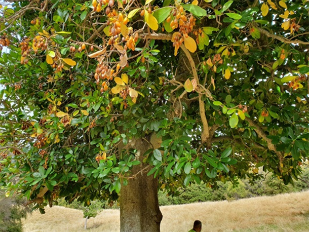 *2 Karaka tree（Corynocarpus laevigatus）