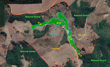 Ecological corridors (Green Corridor) Project (CENIBRA / Brazil)