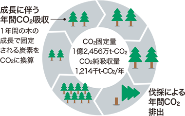 森林によるCO2純吸収量の拡大