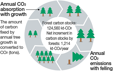 Expansion of Net Increment in Carbon Stocks by Forests