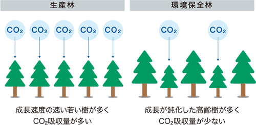 植林地の拡大