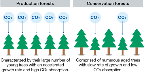 Expand Forest Plantations