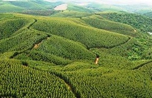 海外の植林地状況