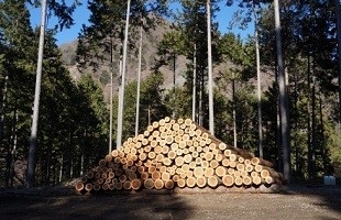 木材原料の調達指針